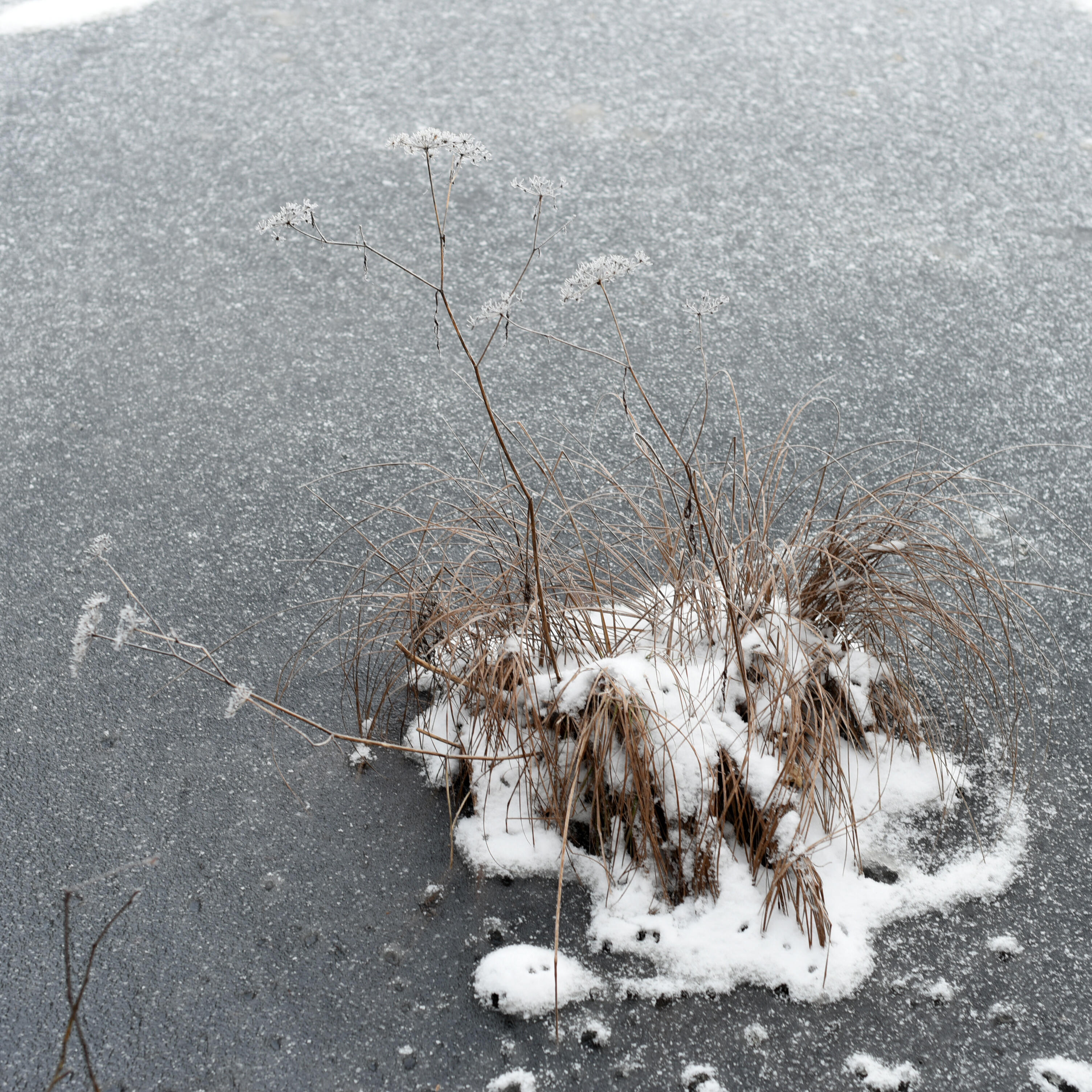 Gefrorener See bei ZIST - Grasbüschel im Eis