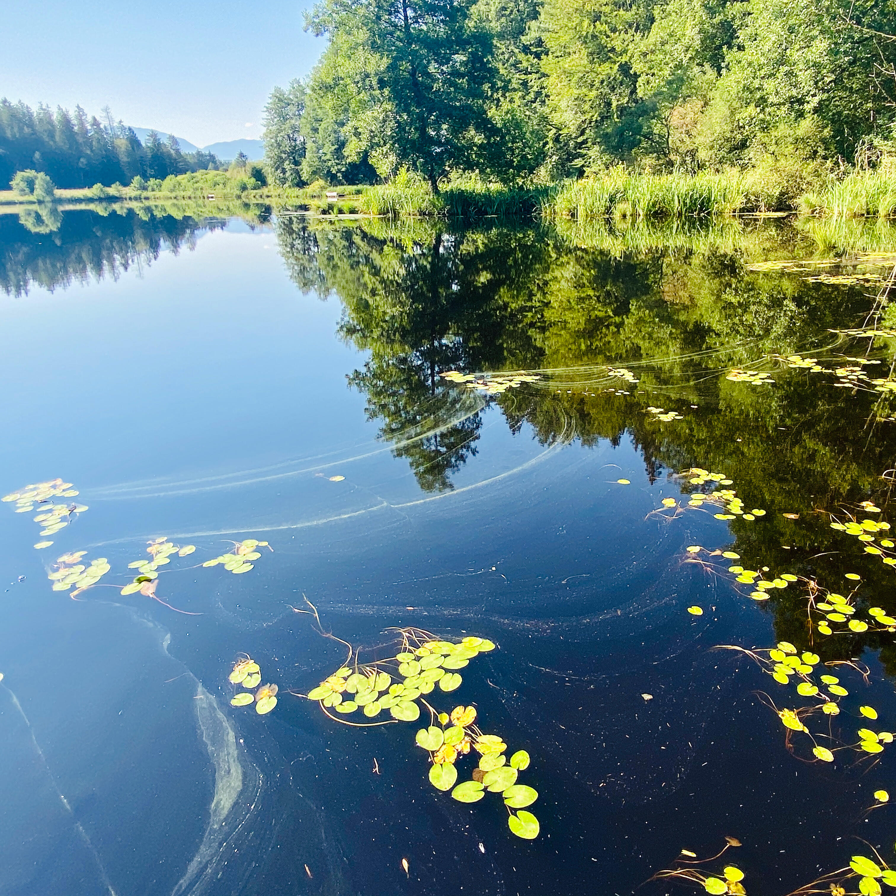 Ein ruhiger See mit schwimmenden Seerosen und Spiegelung der umliegenden Bäume. Die klare Wasseroberfläche und das satte Grün der Natur sorgen für eine friedliche und entspannende Atmosphäre.