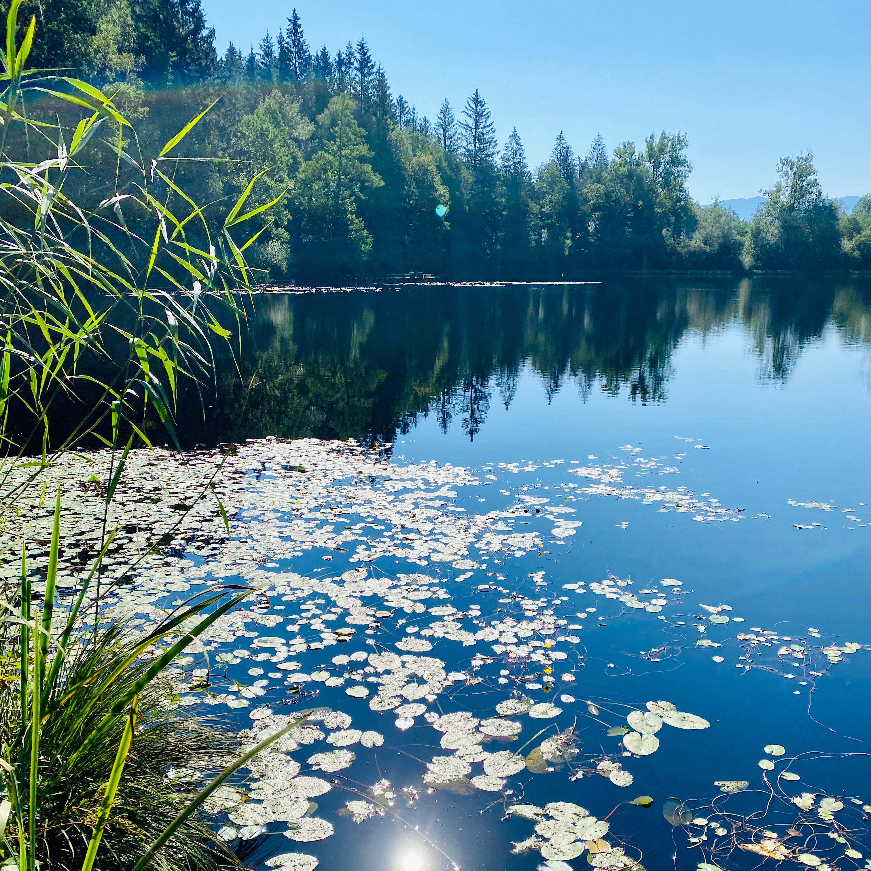Ein idyllischer See mit schwimmenden Seerosen und üppigem Grün am Ufer. Die klare Wasseroberfläche spiegelt den blauen Himmel und die umgebenden Bäume.