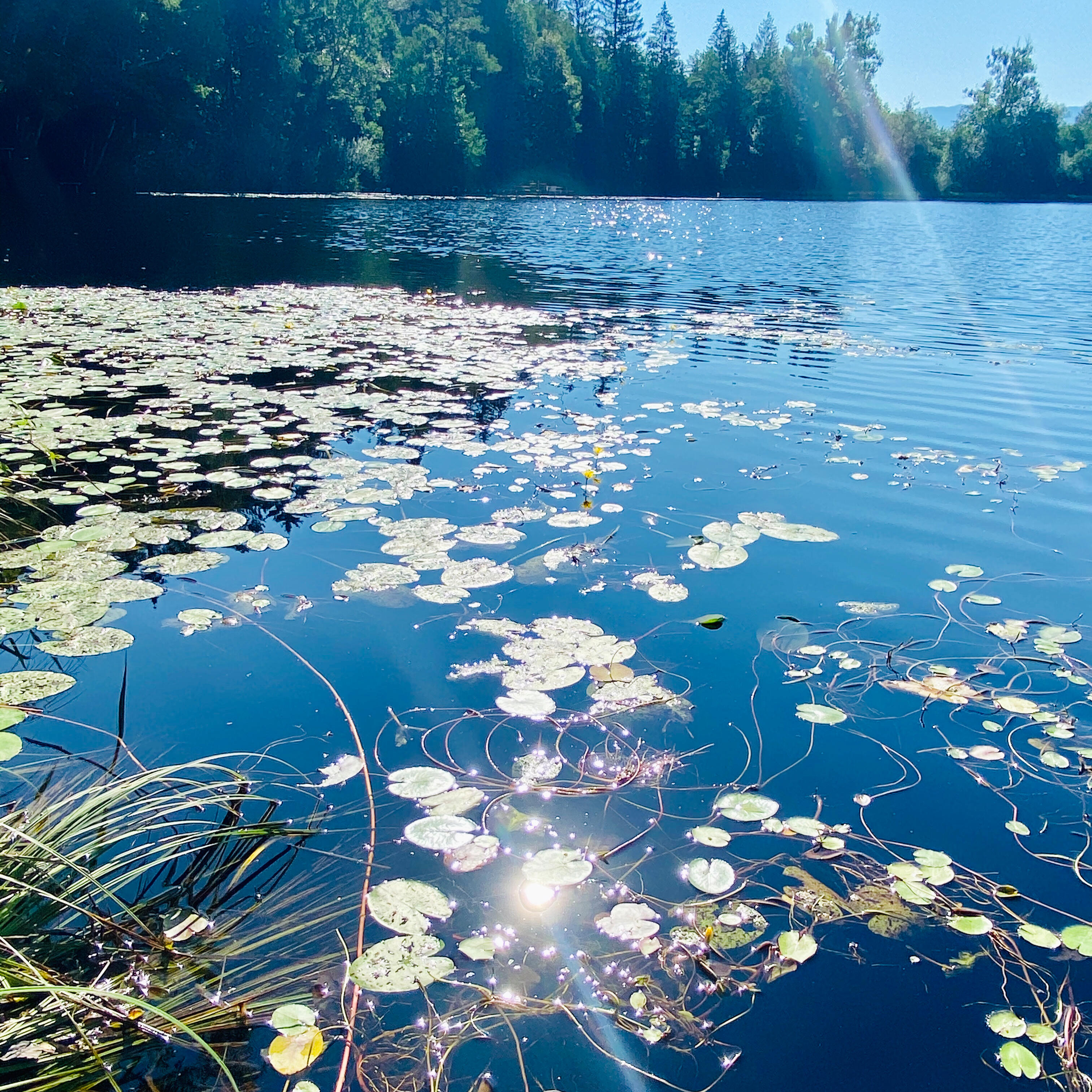 Glitzernde Sonnenstrahlen auf einem ruhigen See mit schwimmenden Seerosen. Die klare Wasseroberfläche reflektiert den blauen Himmel und das satte Grün der Natur.