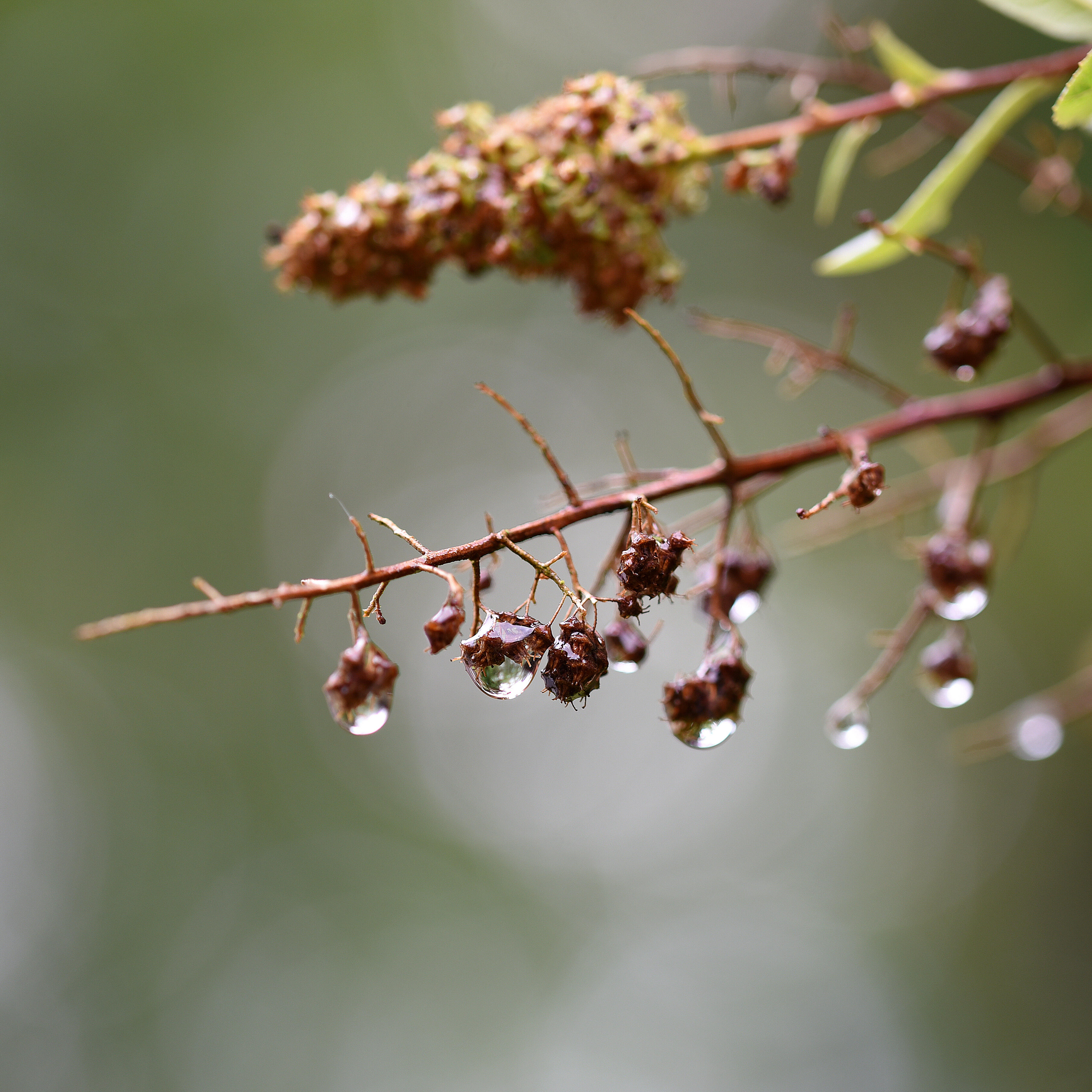 Feine Wassertropfen hängen an trockenen Zweigen und reflektieren das weiche Licht der Natur. Die Szene vermittelt Ruhe, Erneuerung und die Schönheit kleiner Details.