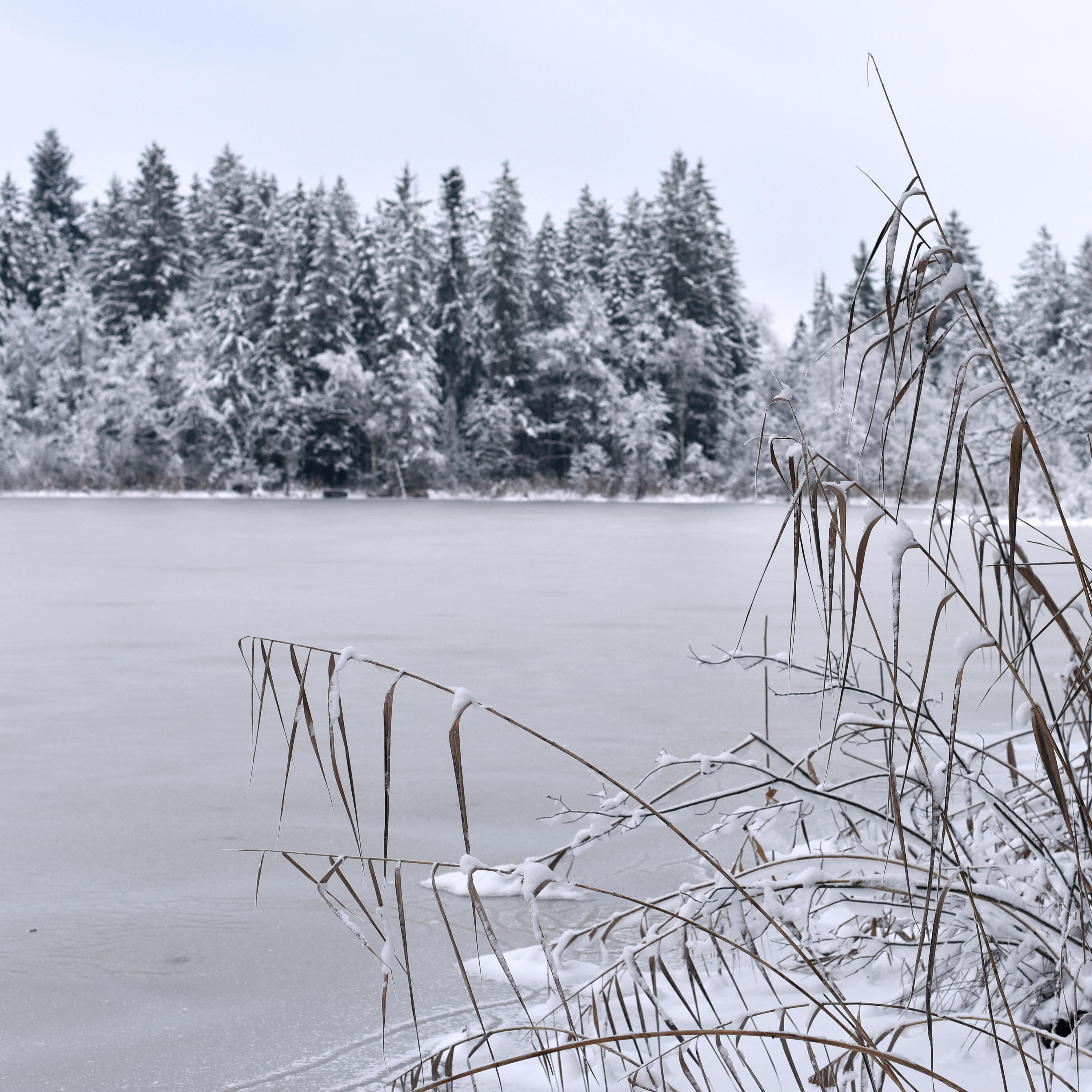 Zugefrorener See im Winter