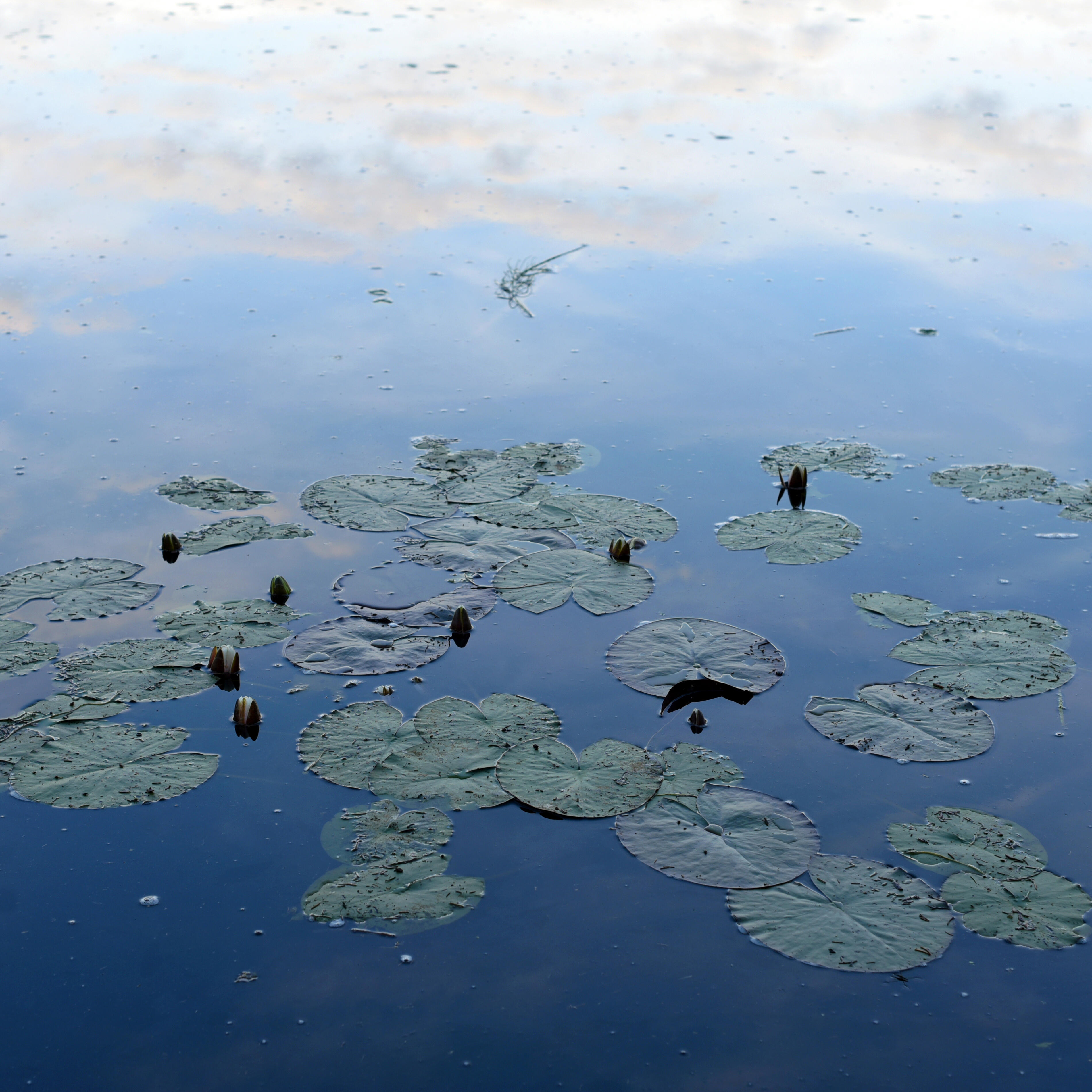 Sanft treibende Seerosen auf der ruhigen Wasseroberfläche eines Sees, die den Himmel reflektiert.
