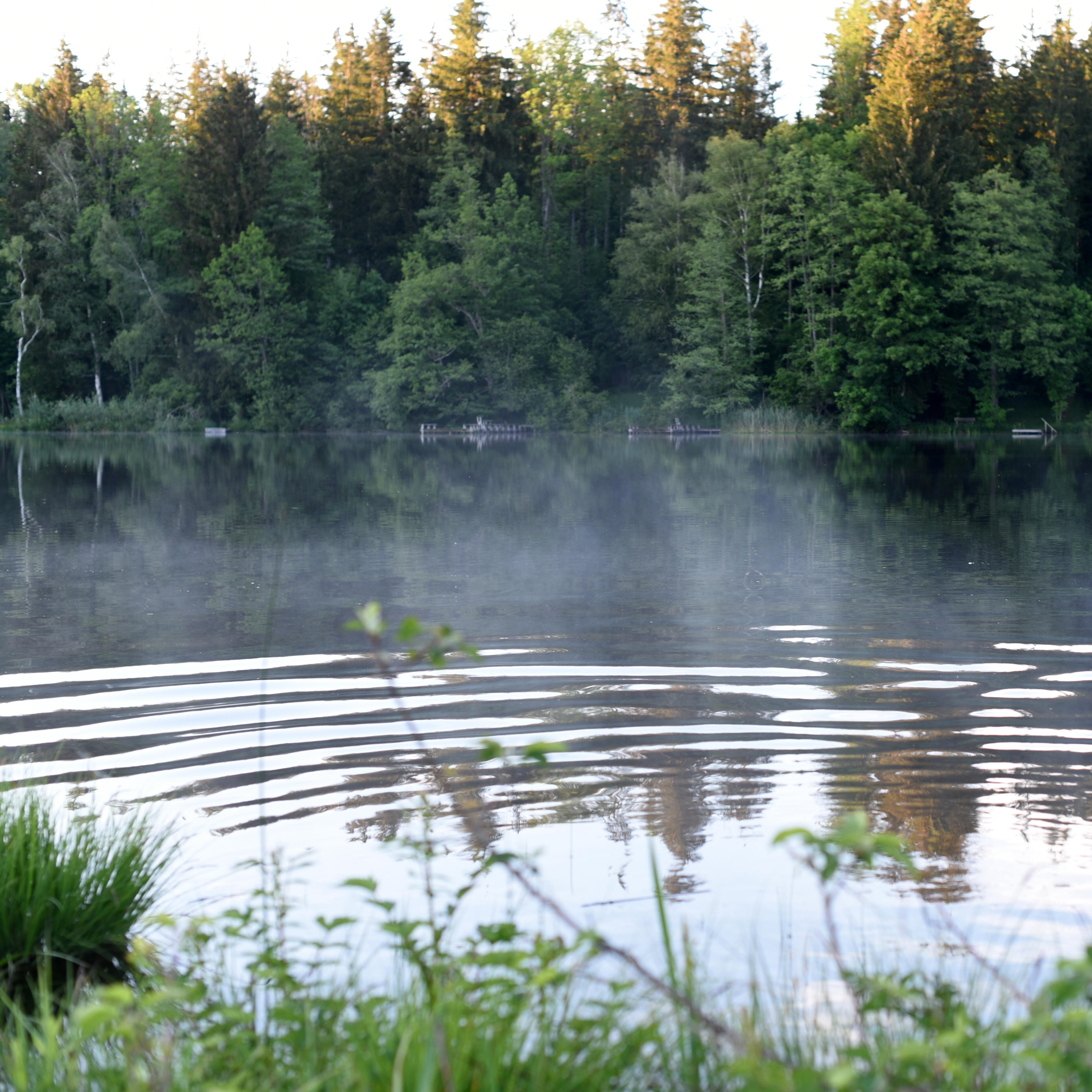 Sanfte Nebelschwaden über dem stillen See im Wald um ZIST.