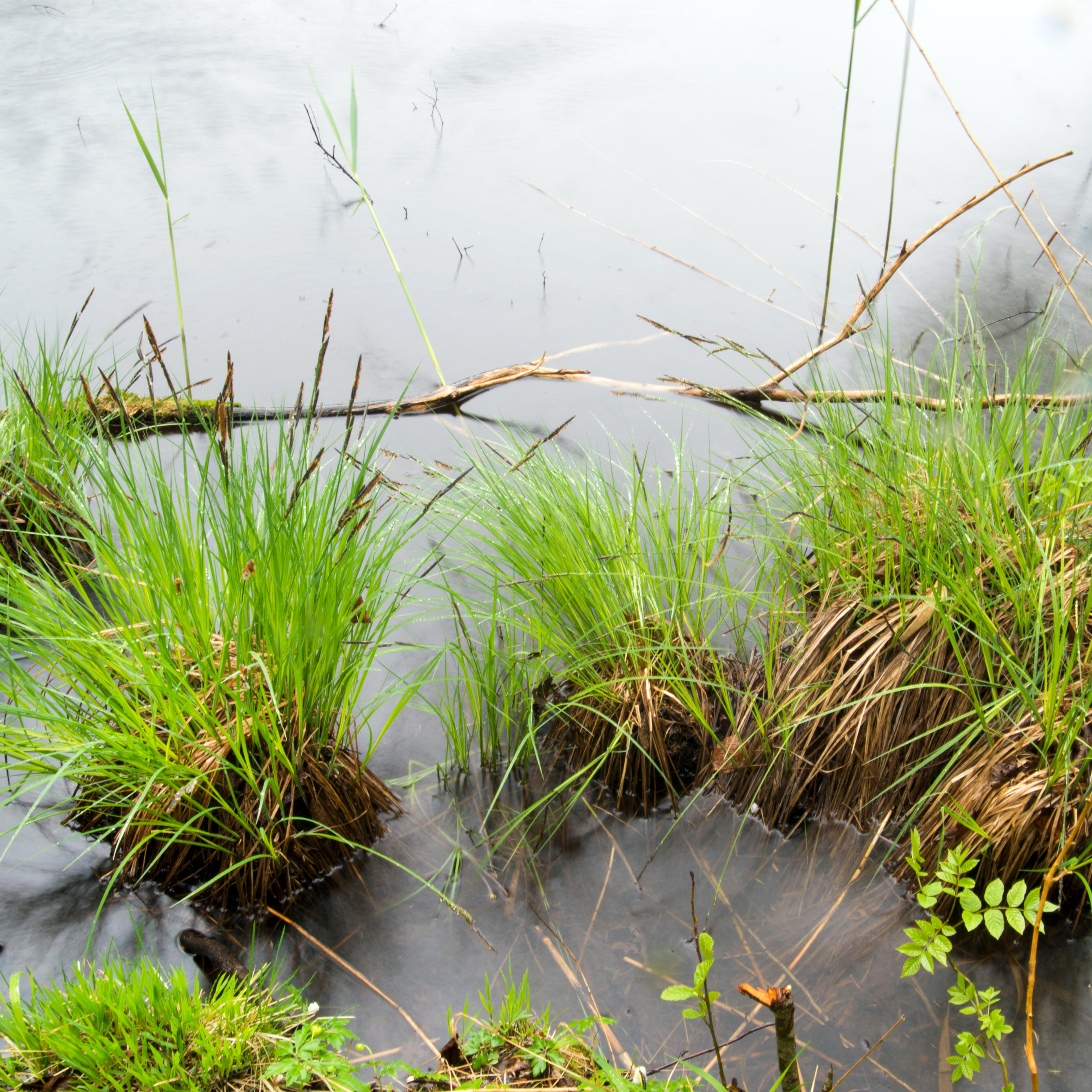 Grüne Grasbüschel wachsen aus dem ruhigen Wasser eines Feuchtgebiets, während ein Ast die Oberfläche durchbricht.