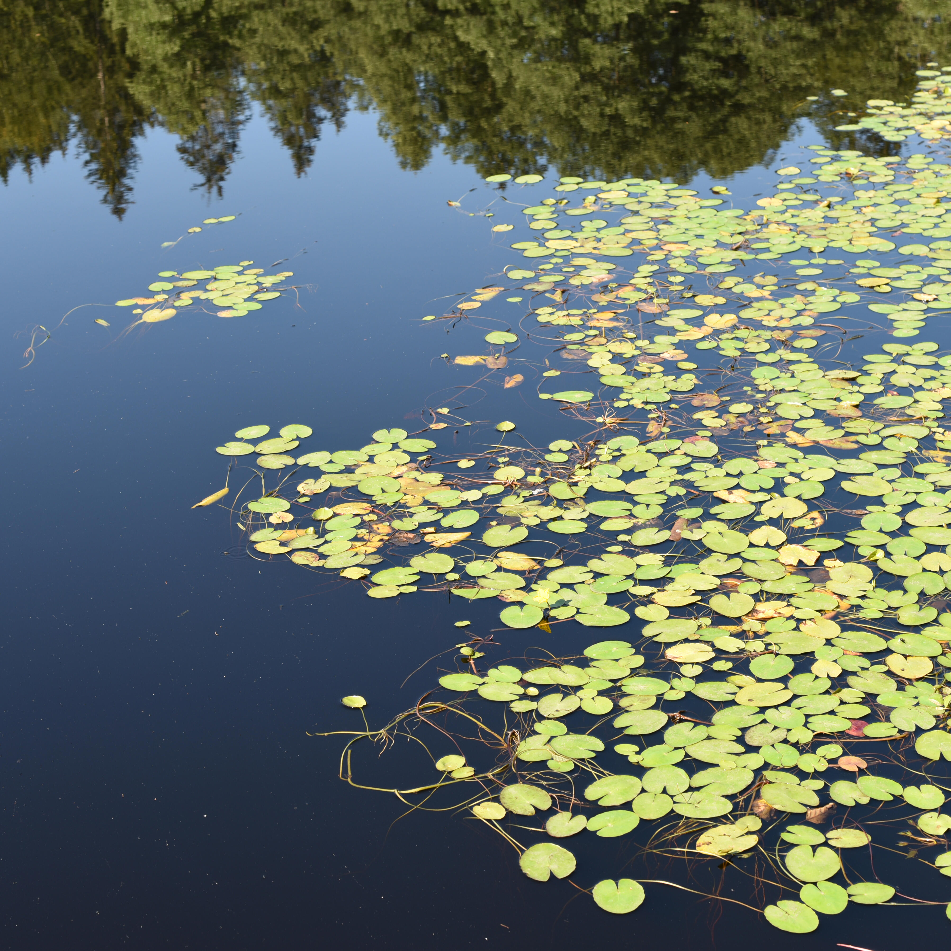Sanft treibende Seerosen auf einem stillen See mit perfekter Spiegelung der Bäume. Die harmonische Kombination aus Wasserpflanzen und klarem Himmel schafft eine beruhigende, natürliche Atmosphäre.