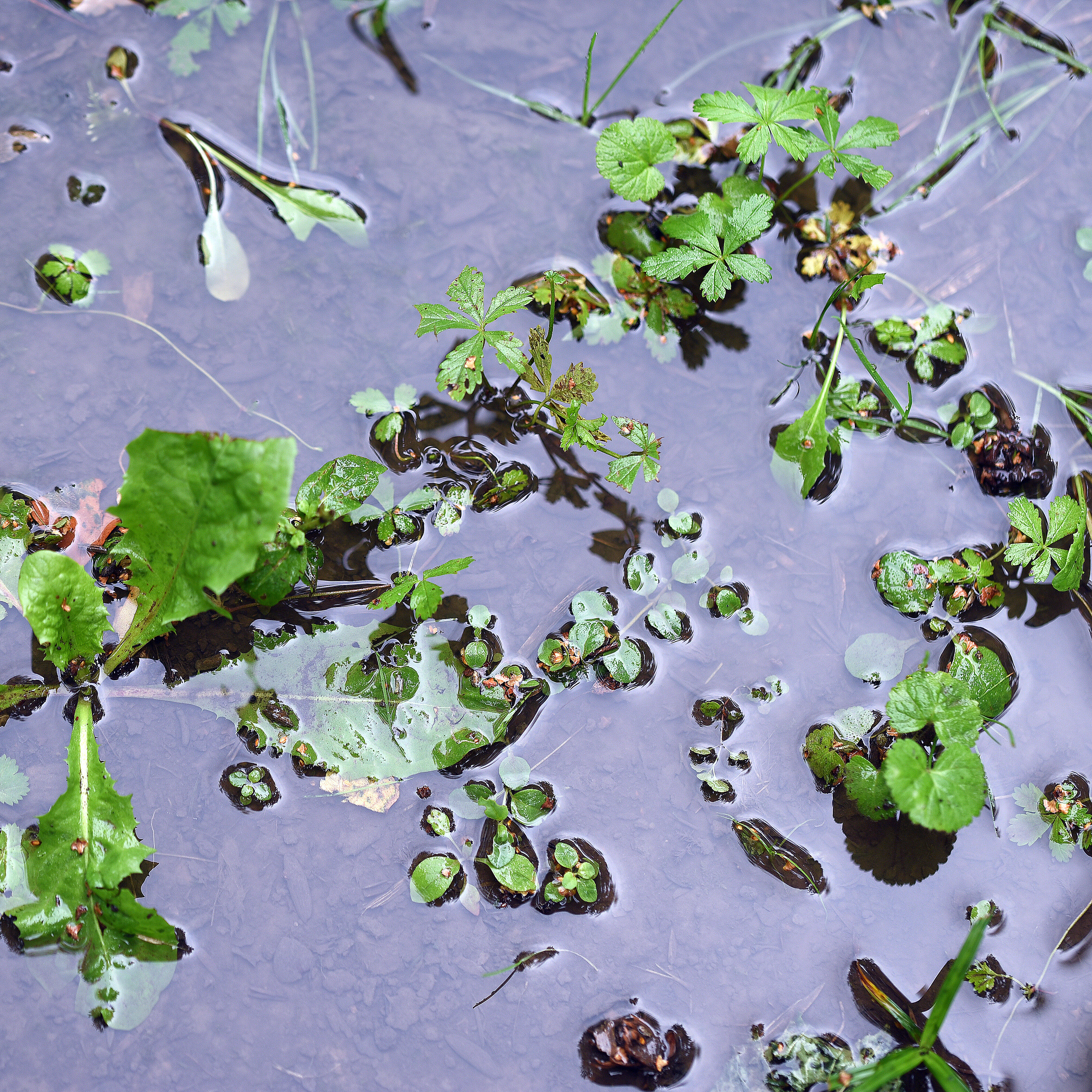 Kleine Wasserpflanzen und Blätter treiben auf der ruhigen Oberfläche eines Teichs und bilden ein harmonisches Naturmuster.