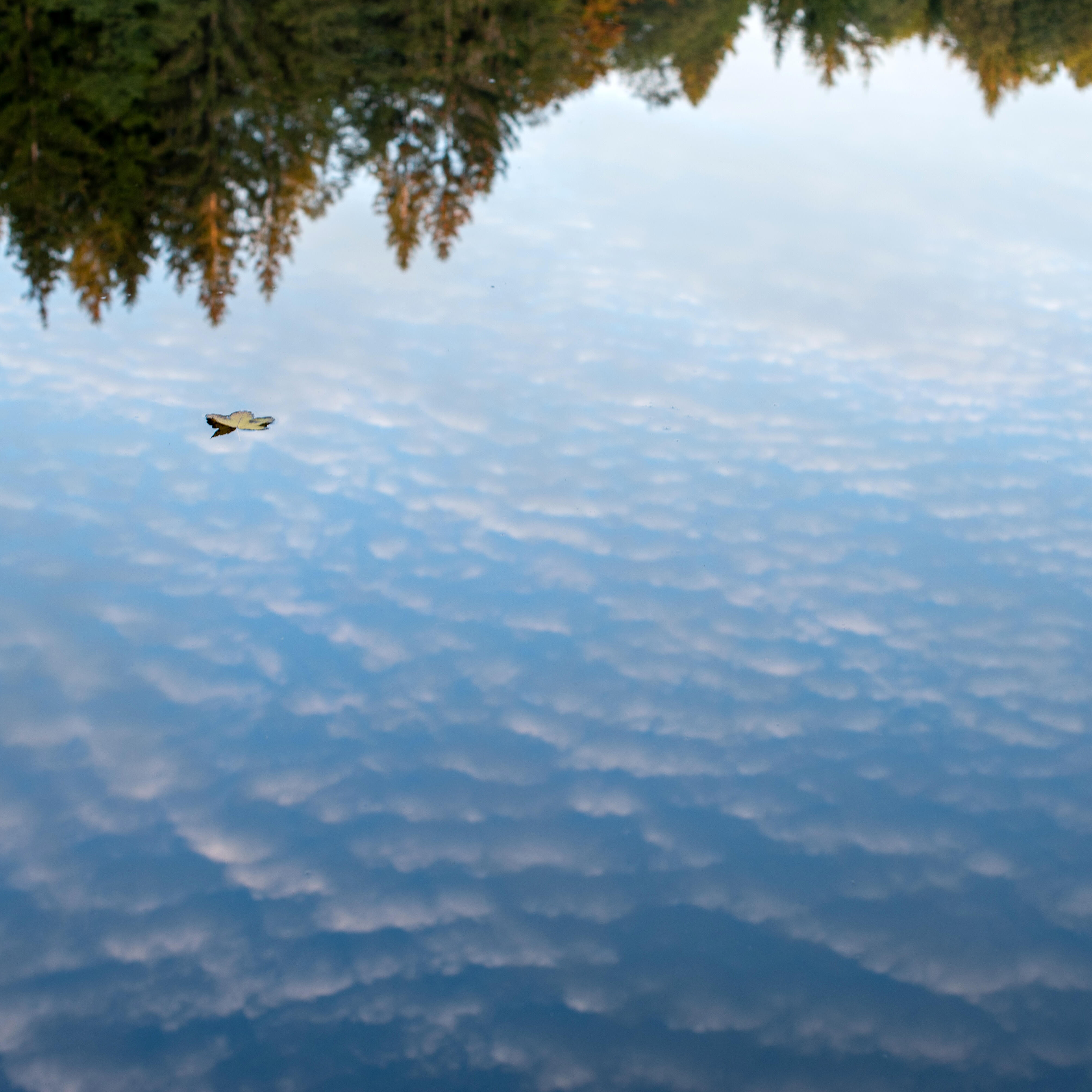Spiegelung der Wolken und des Waldes im See