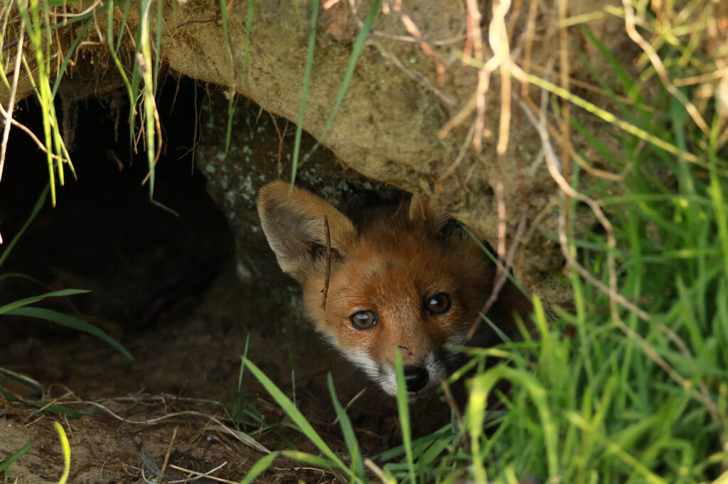 Freundschaft mit dem Fuchs