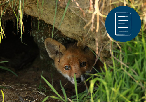 FREUNDSCHAFT MIT DEM FUCHS