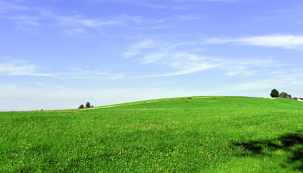 Grüne Wiesen um ZIST im Sommer