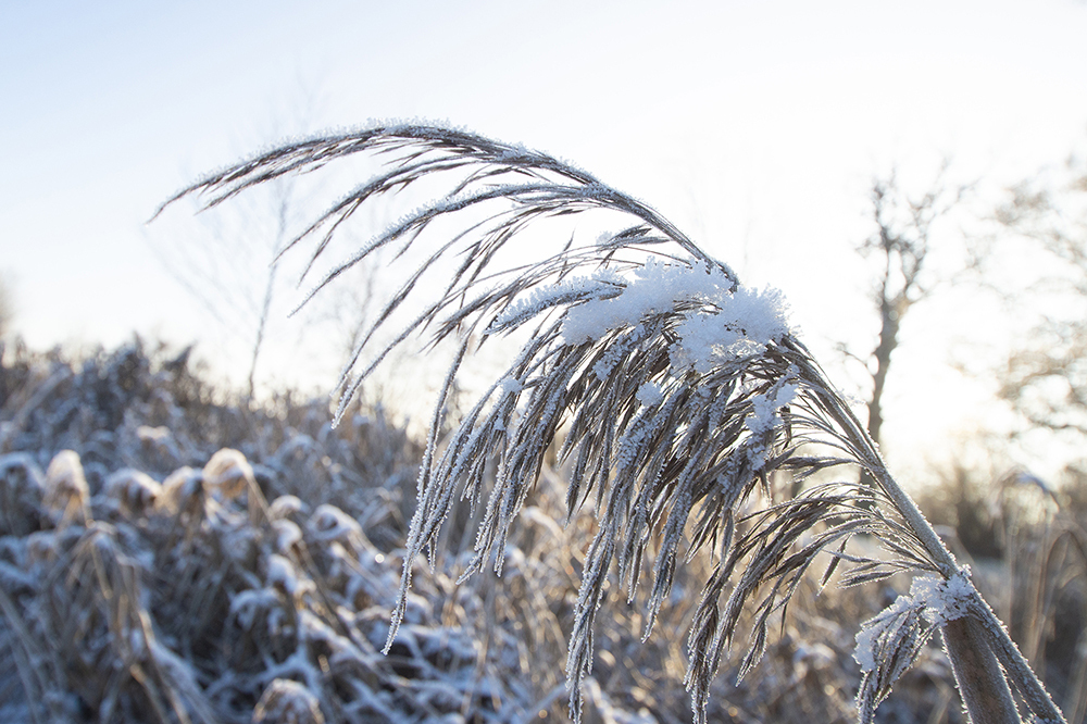 Wintergras in ZIST