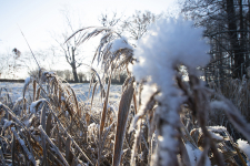 ZIST_Winterliche Blumen am See